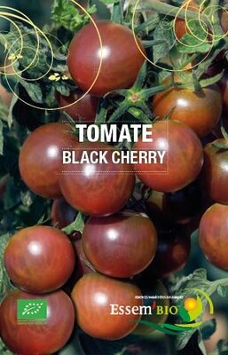 Plant de tomate cerise 'black cherry