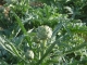 Artichaut violet - image 2