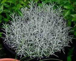 Plant de curry pot 10.5 cm
