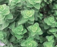 Plant d'origan