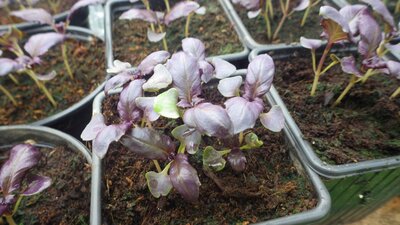 Basilic pourpre