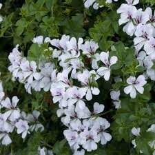 Géranium lierre à fleurs blanche