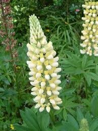 Lupin à fleurs blanche en pot de 3l