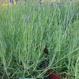 Lavande bleue en pot de 3l