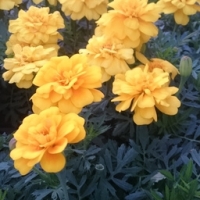œillet d'inde fleurs jaune