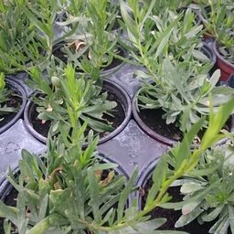 Plant d'estragon