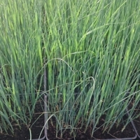 Plant de poireaux d'hiver en barquette