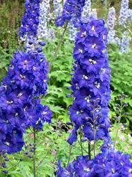 Delphinium à fleurs bleu en pot de 3l