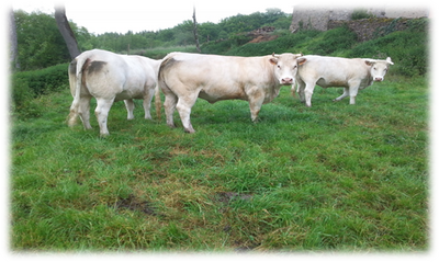 Steaks hachés , certifié par fr-bi