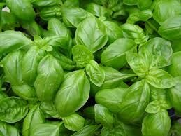 Plant basilic grande feuille