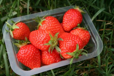 Fraise bio