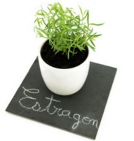 Estragon-en pot