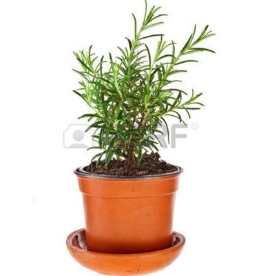 Romarin en pot