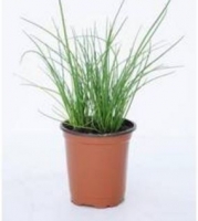 Ciboulette en pot