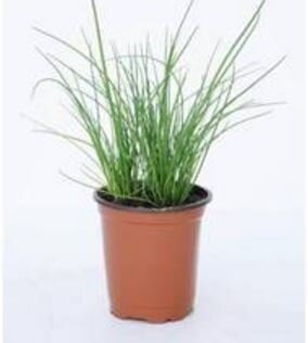 Ciboulette en pot