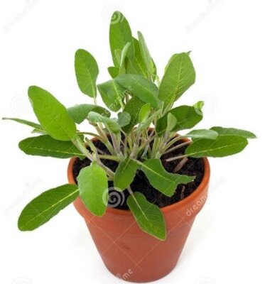 Sauge officinale en pot