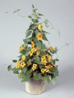 Thunbergia ou suzanne jaune-pot de 13cm