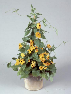Thunbergia ou suzanne jaune-pot de 13cm