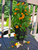 Thunbergia ou suzanne orange -pot de 17cm
