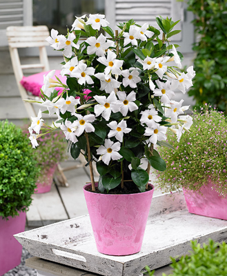Dipladenia sanderi blanc -pot de 13cm