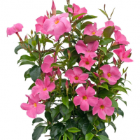 Dipladenia sanderi rose-pot de 13cm