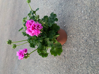 Géranium rose