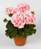 Géranium zonale orange pastel -pot de 13cm