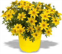 Bidens jaune géant-pot de 10cm