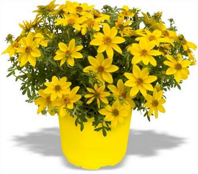 Bidens jaune géant-pot de 10cm
