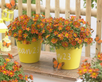 Bidens orange et jaune-pot de 10cm