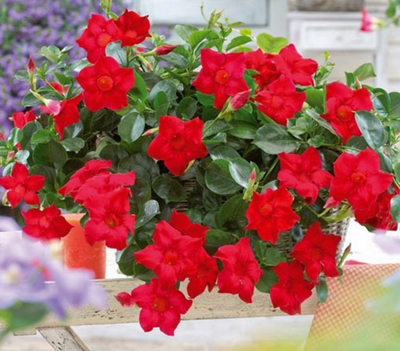 Dipladenia sanderi luteva rouge-pot de 13cm