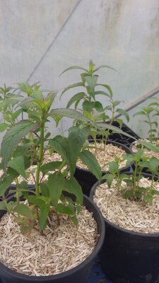 Monarde fistuleuse rose