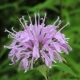 Monarde fistuleuse rose - image 2