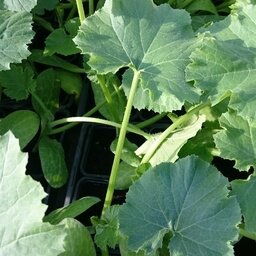 Plant de courgette ronde en godet