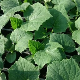 Plant de concombre long en pot