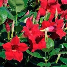 Dipladénia rouge