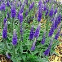 Véronique en épis bleu en pot de 3