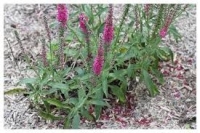 Véronique en épis rose en pot de 3l