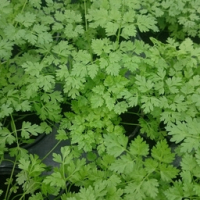 Plant de cerfeuil pot 10,5 cm