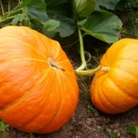 Plant citrouille vif étample