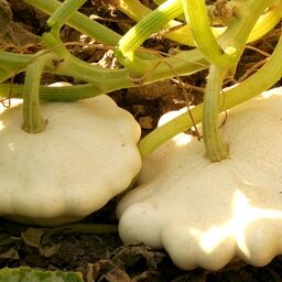 Plant pâtisson
