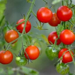 Plant tomate cerise
