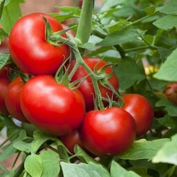 Plant tomate cobra