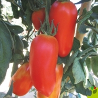 Plant tomate cornabelle