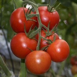 Plant tomate grappe