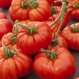 Plant tomate marmande
