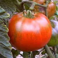 Plant tomate montfavet