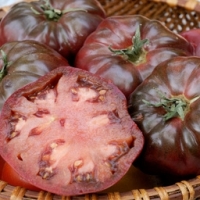 Plant tomate noir de crimée