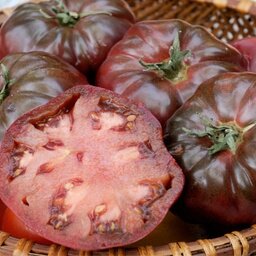 Plant tomate noir de crimée