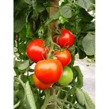 Plant tomate pyros